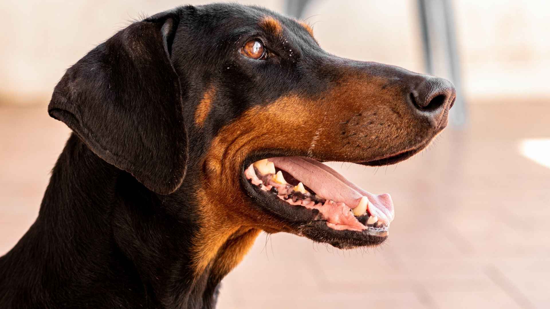 Doberman 